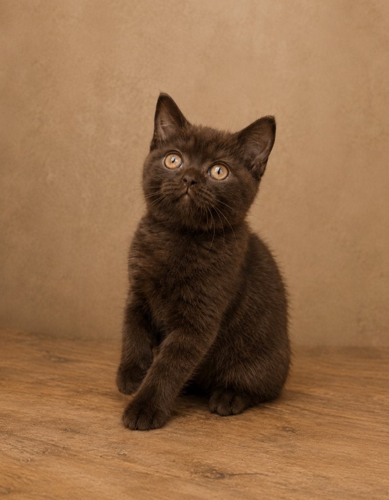 British shorthair chocolat, Chat, Avec pedigree, 0 à 2 ans
