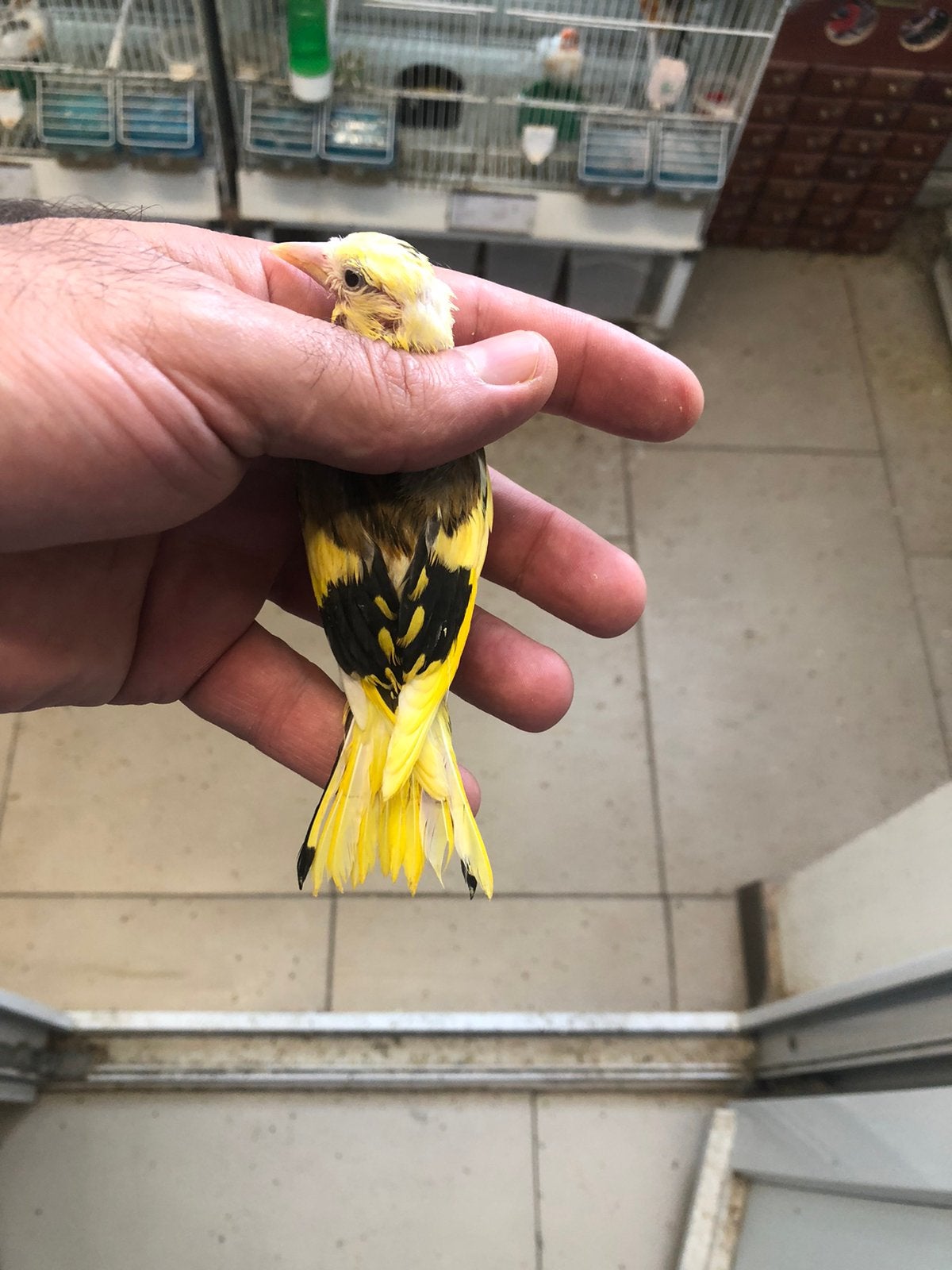 Chardonnerets a partir de 150€, Animaux & Accessoires, Plusieurs animaux, Oiseau chanteur sauvage, Domestique