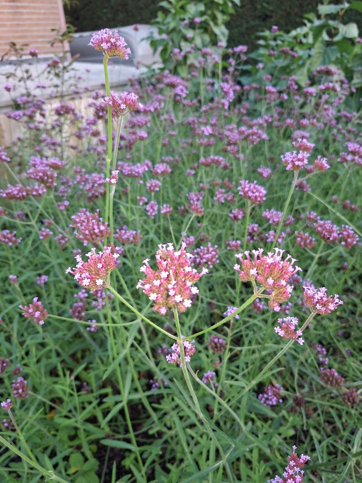 ijzerhard, Jardin & Terrasse, Plantes | Jardin, Enlèvement