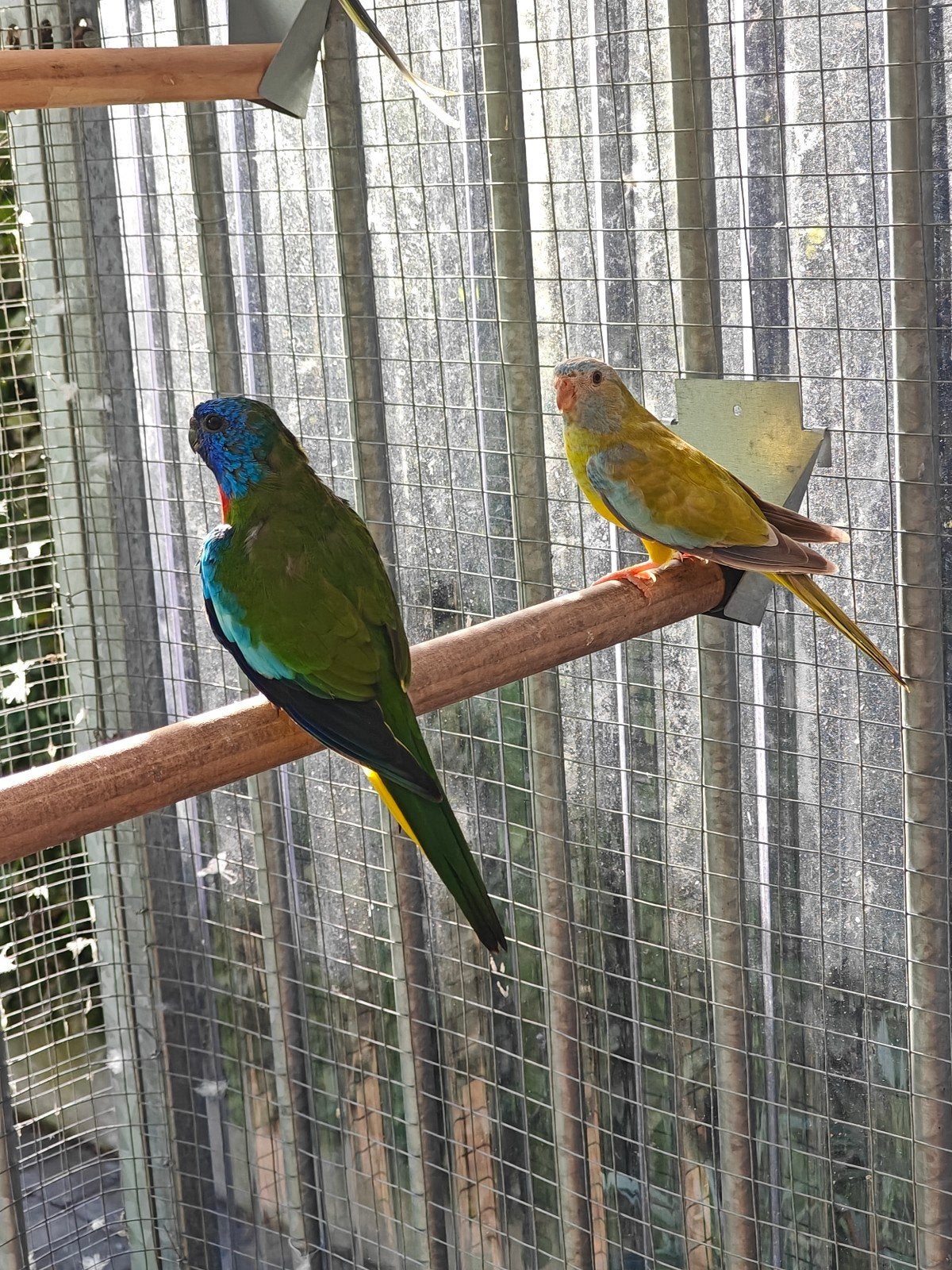 koppel splendid, Dieren en Toebehoren, Meerdere dieren, Parkiet, Geringd