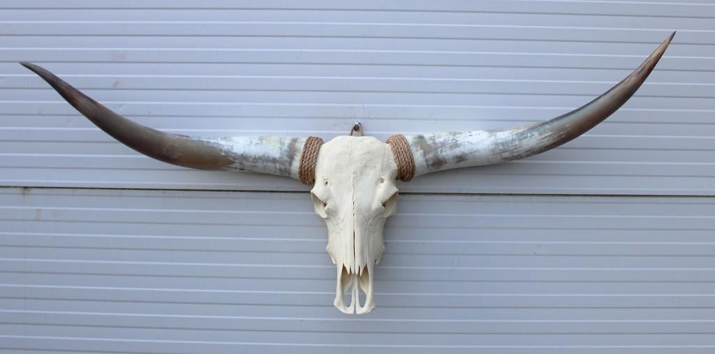 Grote schedel TEXAS STYLE LONGHORN 149 cm - ref. E, Ophalen, Nieuw, Boerderijdier, Schedel