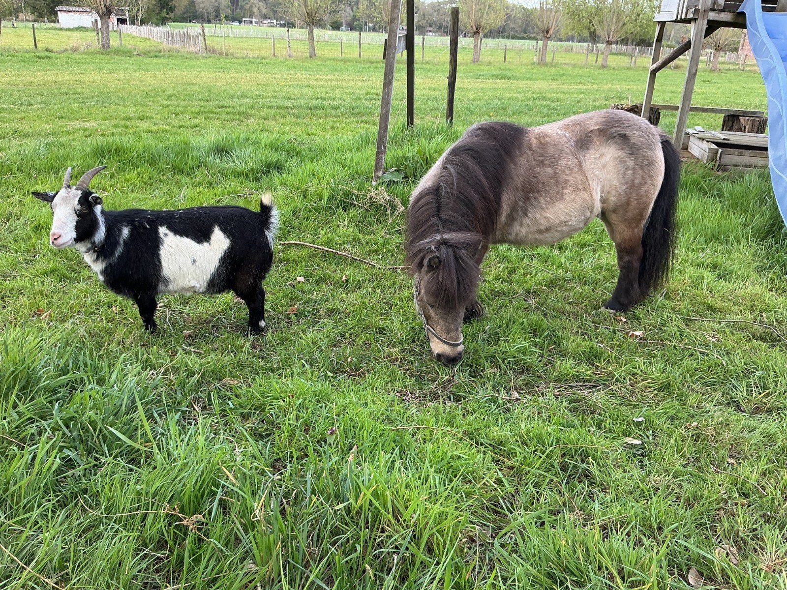 Pony en geit, Dieren en Toebehoren, Merrie, Ontwormd