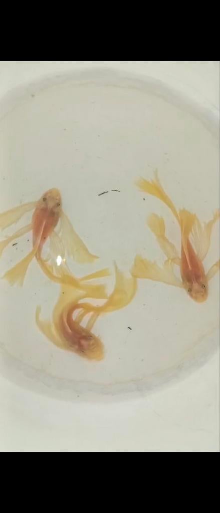 L144 longfing ancistrus, Dieren en Toebehoren, Vissen | Aquariumvissen
