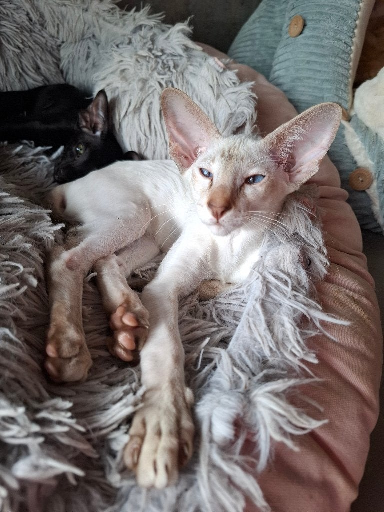Prachtig Chocolate Point Siamees katertje – stamboom, Kater, Met stamboom, 0 tot 2 jaar