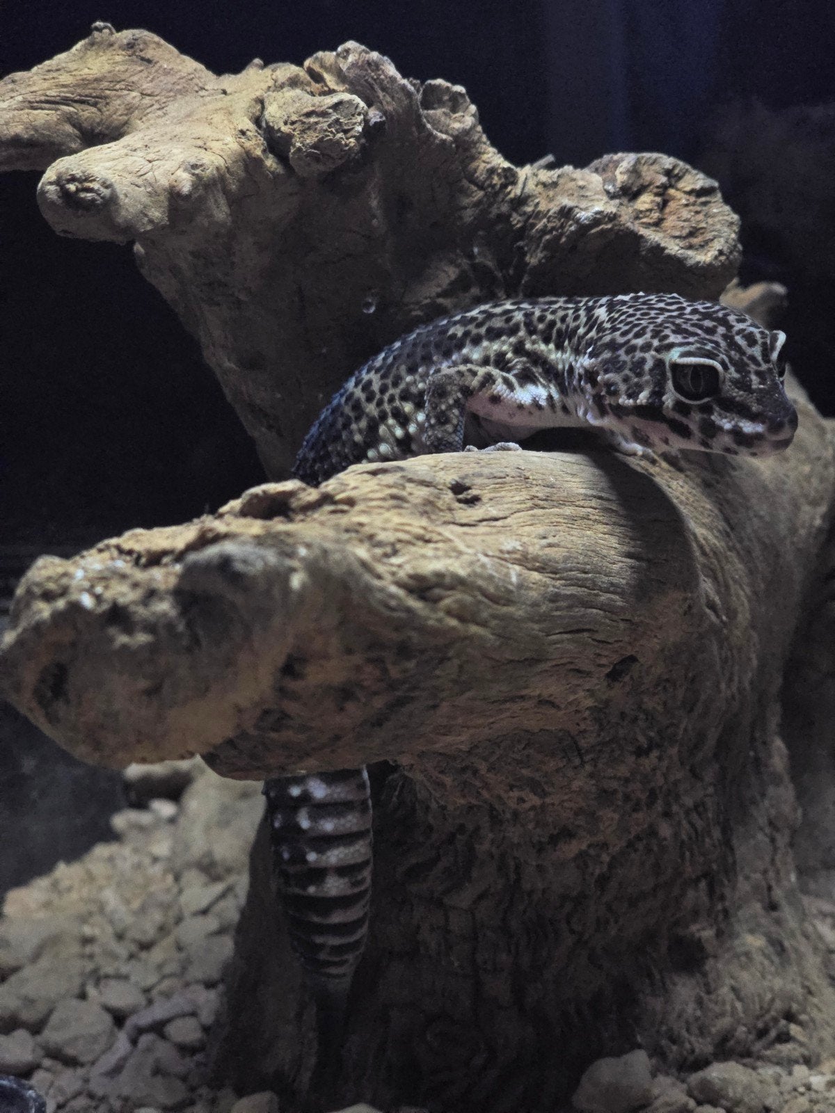 Luipaardgekko, Hagedis, Tam, 0 tot 2 jaar