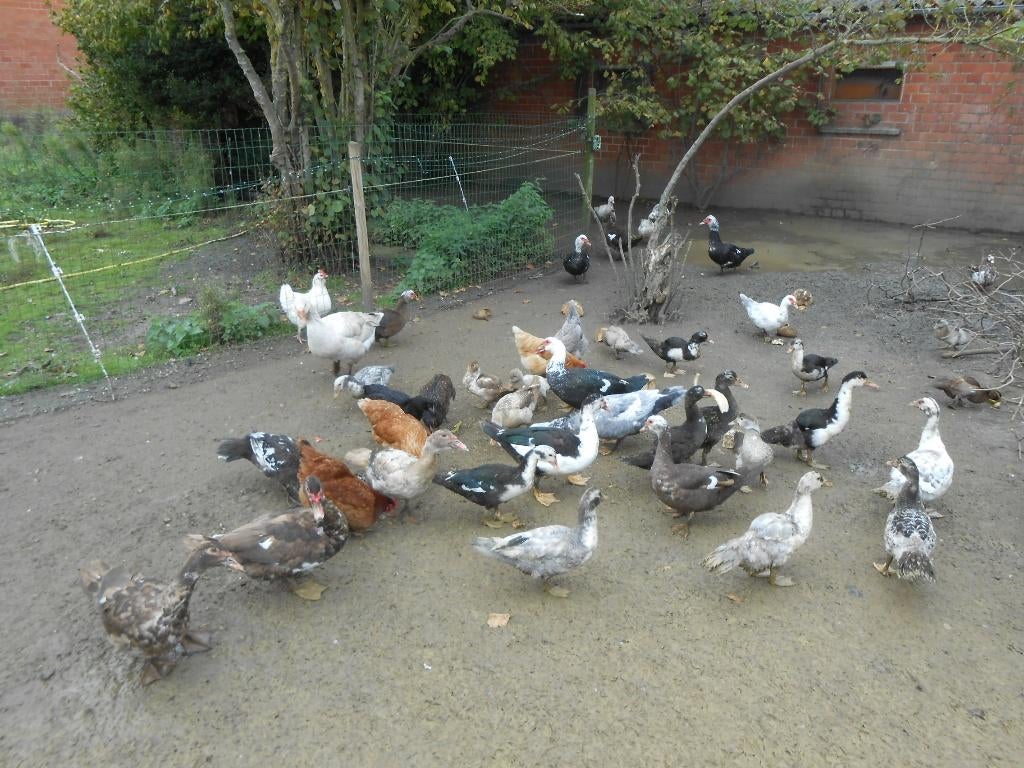 eenden  te koop, Janvier, Plusieurs animaux