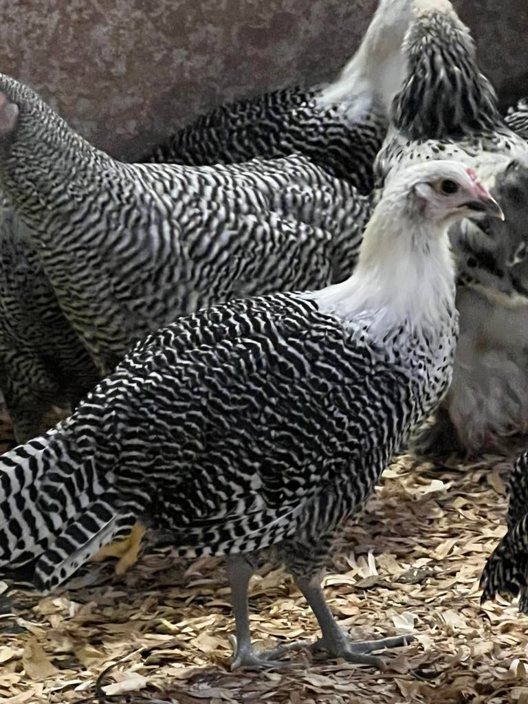 Zilverbrakels, Meerdere dieren, Kip