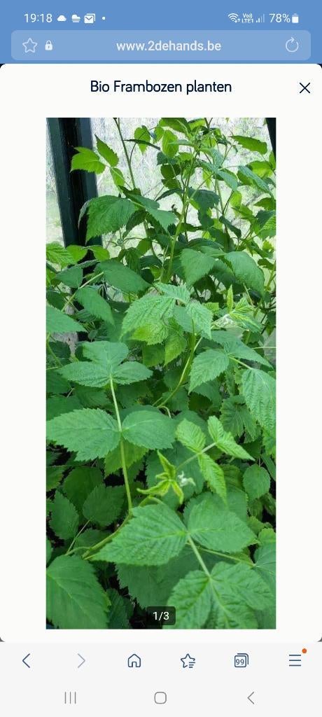 Frambozen planten, Enlèvement