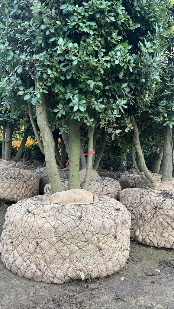 Prachtige Steeneik 3-4 m hoog, Tuin en Terras, Ophalen