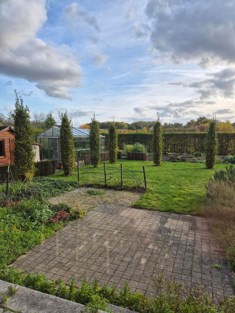 6x haagbeuken +-3,5m hoog, Tuin en Terras, Ophalen
