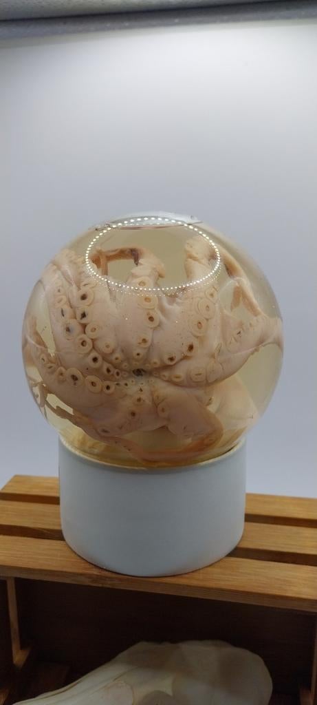 Pieuvre  conservation liquide, Enlèvement ou Envoi, Neuf, Autres types