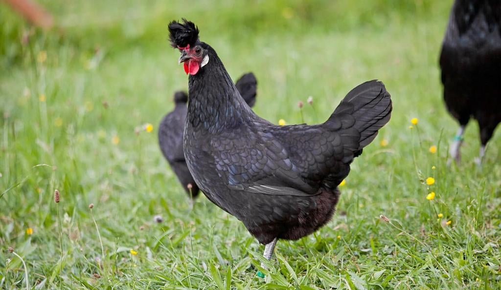 Appenzeller Spitskuif kippen jonge hennen beschikbaar, Femelle, Poule ou poulet