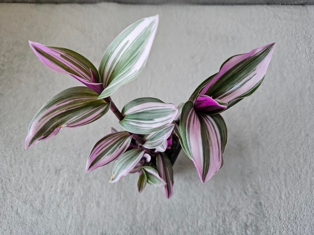 Tradescantia nanouk (sans le cache pot), Huis en Inrichting, Kamerplanten, Ophalen of Verzenden