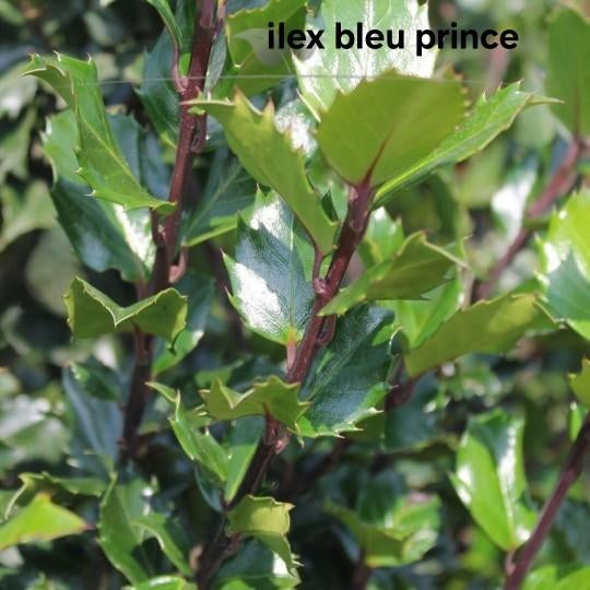 ‼️Ilex Blue Prince aan promoprijzen ‼️, Enlèvement