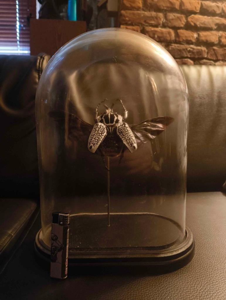 Goliath kever in stolp, Verzamelen, Ophalen, Nieuw, Insect, Opgezet dier