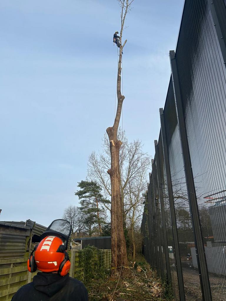 Algemene boom en tuinwerken