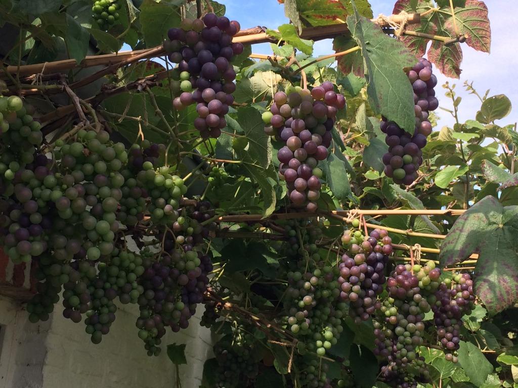 Druivelaar Boskoop Glory, Tuin en Terras, Planten | Tuinplanten, Vaste plant, Volle zon, Ophalen