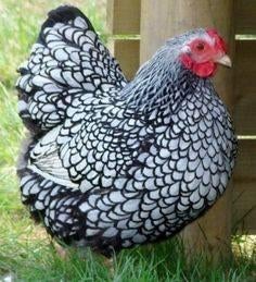 Wyandotte kriel, Dieren en Toebehoren, Vrouwelijk, Kip