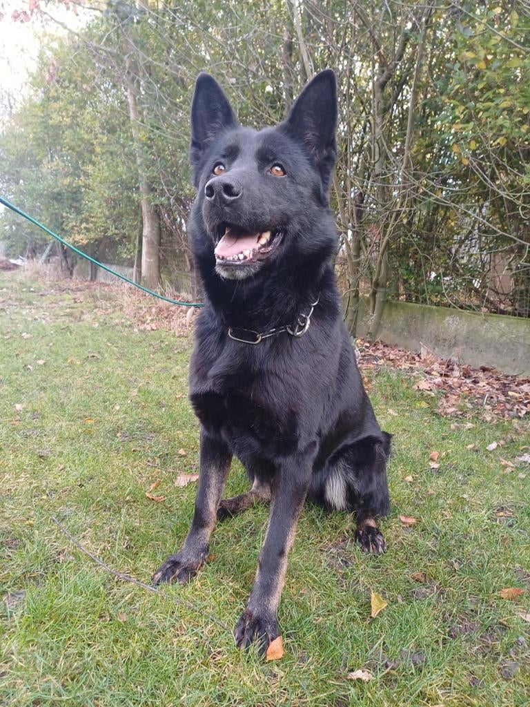 Duitse herder pups MET stamboom, Animaux & Accessoires, Chiens | Bergers & Bouviers, Parvovirose, 8 à 15 semaines, Plusieurs, Éleveur | Loisir