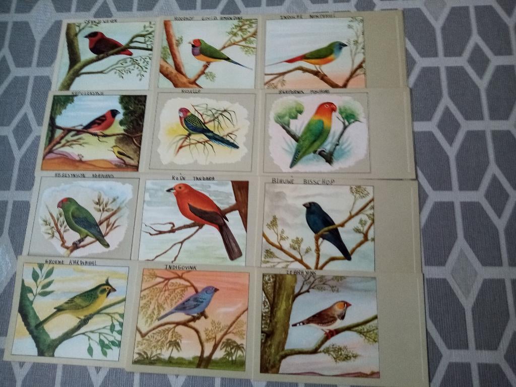 POSTKAARTEN VOGELS  (P. SLUIS), Verzamelen, Postkaarten | Dieren, Ophalen of Verzenden