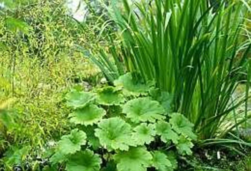 Schildblad (Darmera Peltata), Tuin en Terras, Planten | Tuinplanten, Vaste plant, Vijverplanten, Volledige schaduw, Lente, Ophalen of Verzenden