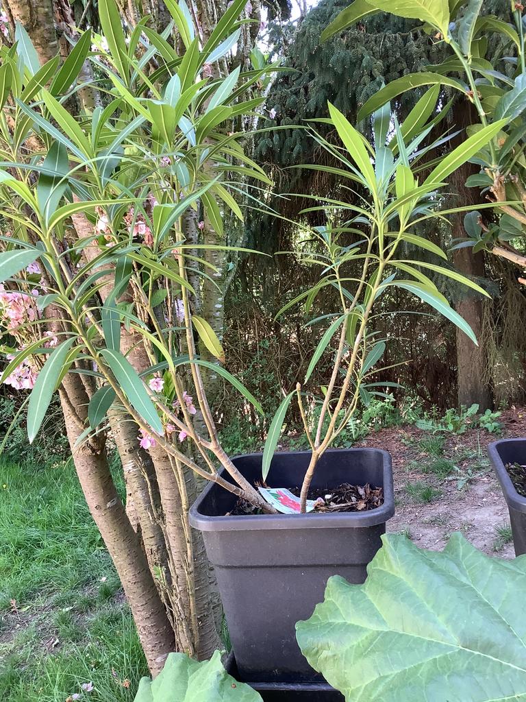 Oleander, Tuin en Terras, Ophalen, Vaste plant, Overige soorten