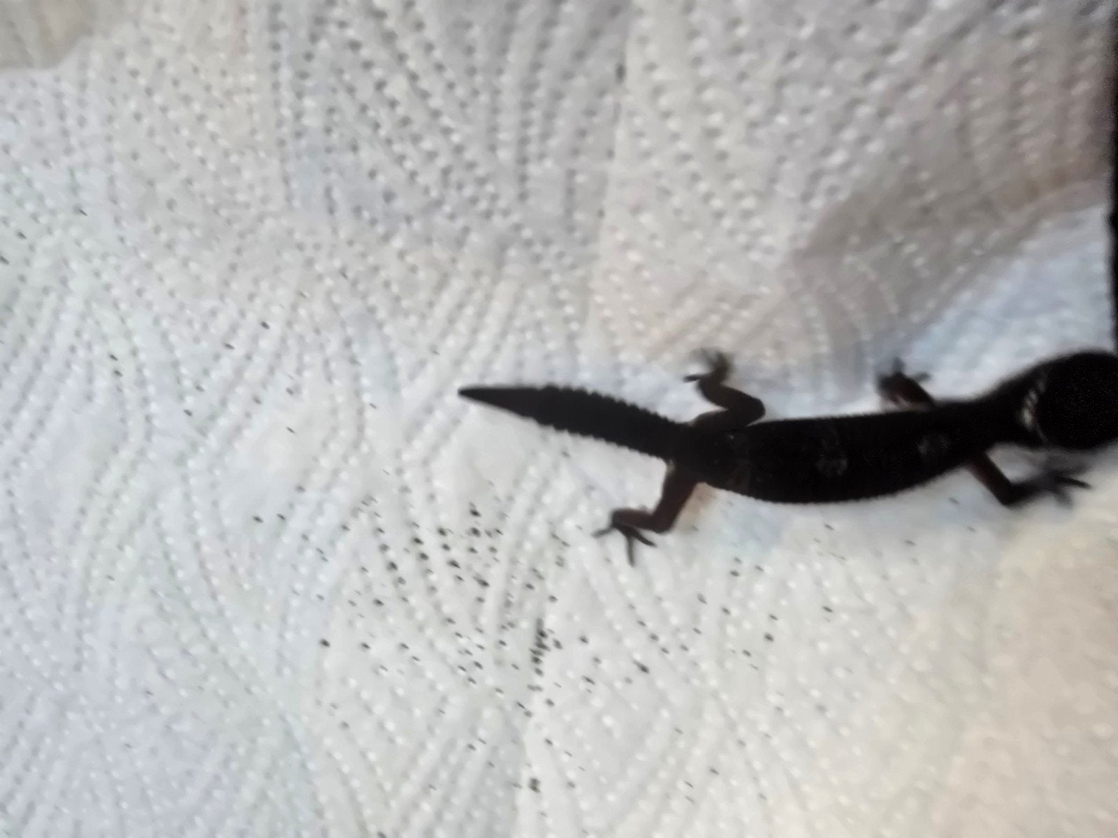 pure Black Night luipaardgekko's, Dieren en Toebehoren, Amfibie