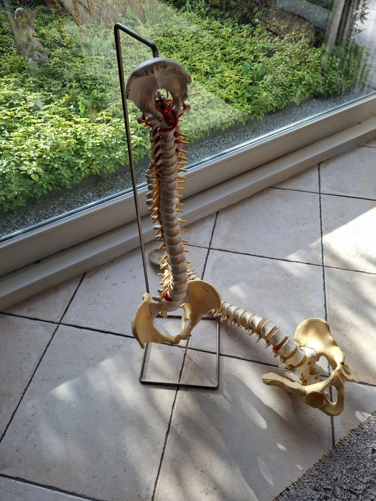 Anatomie wervelkolom en bekken, Ophalen, Gebruikt