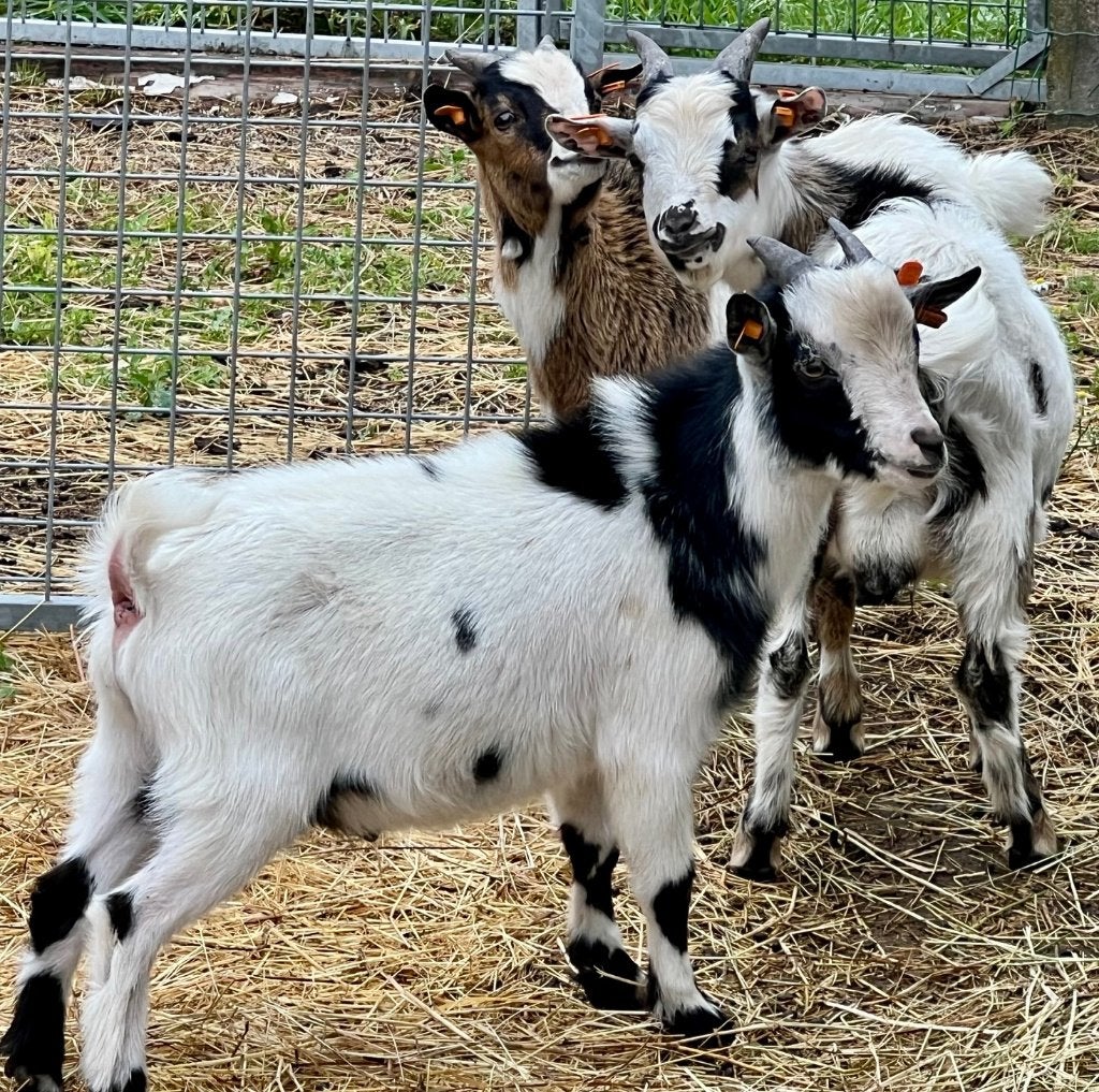 Dwerggeit bokje wit-zwart gevlekt, Dieren en Toebehoren, Schapen, Geiten en Varkens, Geit, Mannelijk, 0 tot 2 jaar