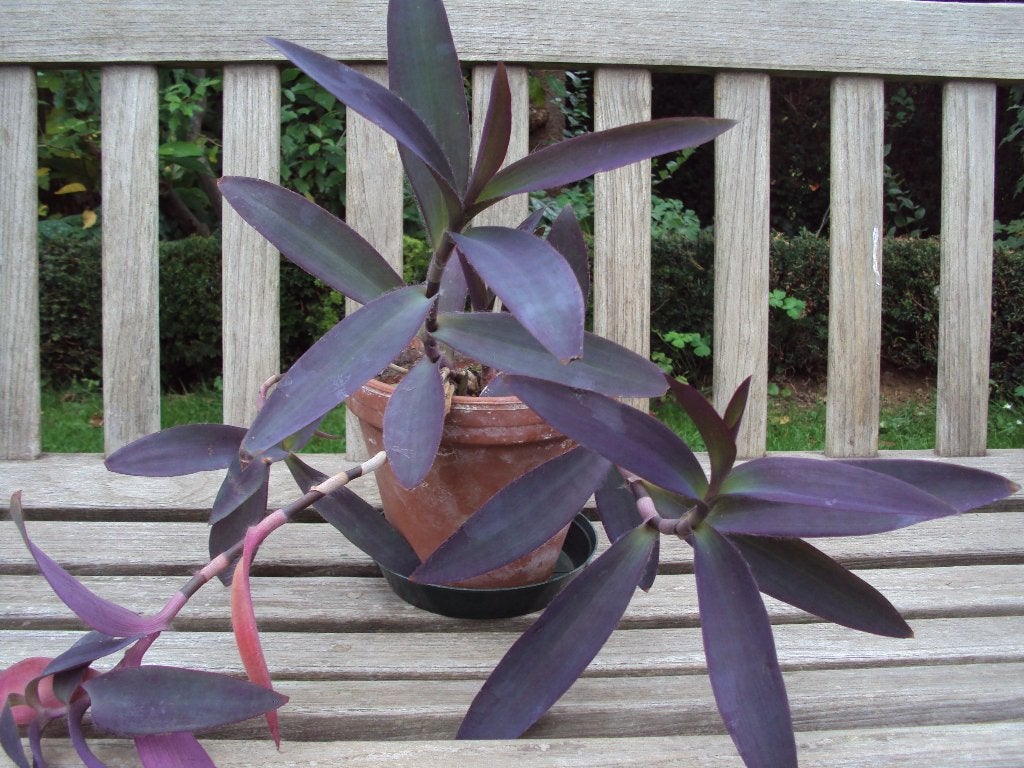 Tradescantia, Maison & Meubles, Plantes d'intérieur, Enlèvement