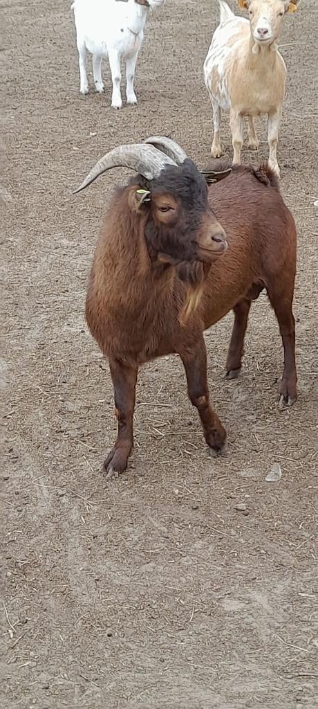 "Colin van 't kruisemhofke" Te huur, Dieren en Toebehoren, Mannelijk, Geit, 3 tot 5 jaar
