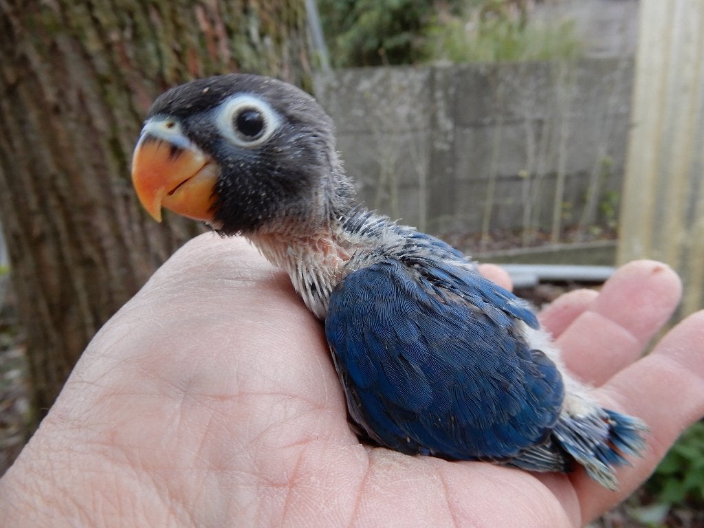 Tourtereaux (Agapornis Personata) à élever à la main, Bagué