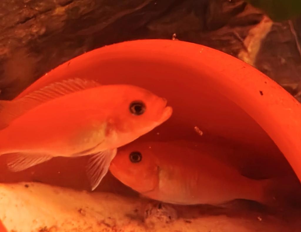 Couple cichlides Malawi zebra red, Dieren en Toebehoren, Vissen | Aquariumvissen