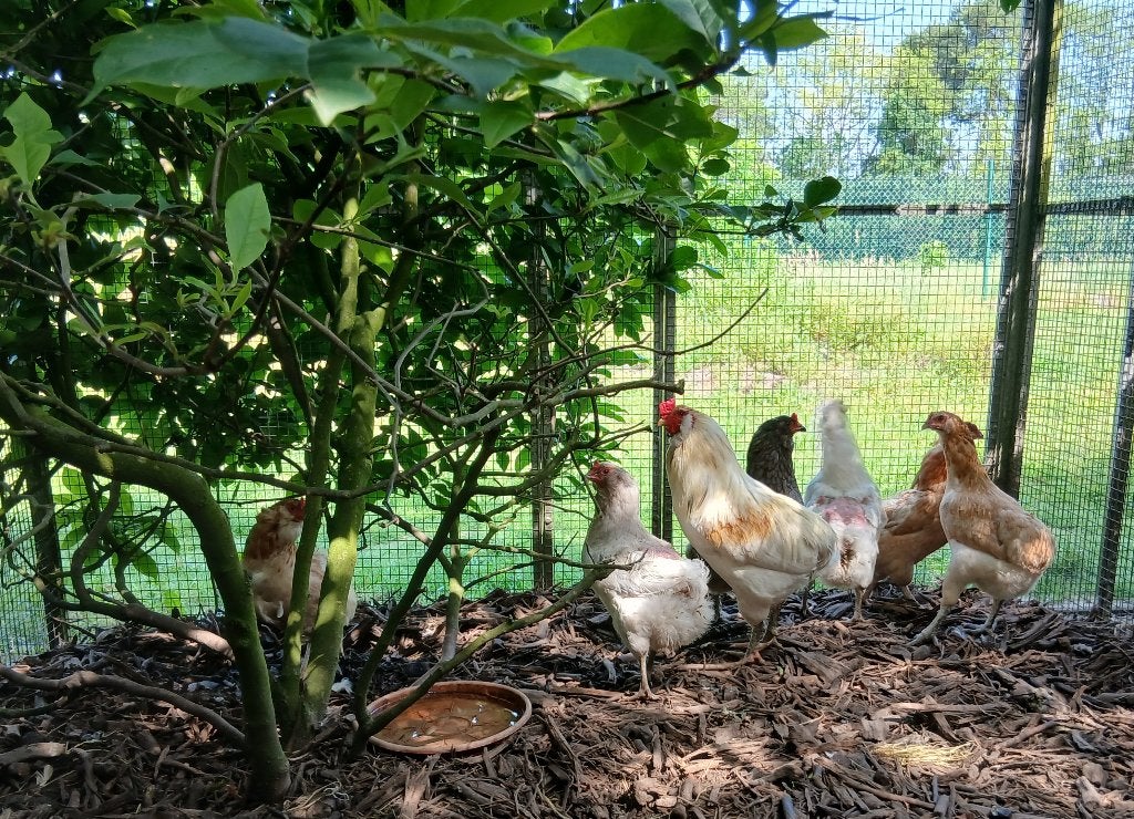 Araucana hennen en haan, Dieren en Toebehoren, Pluimvee