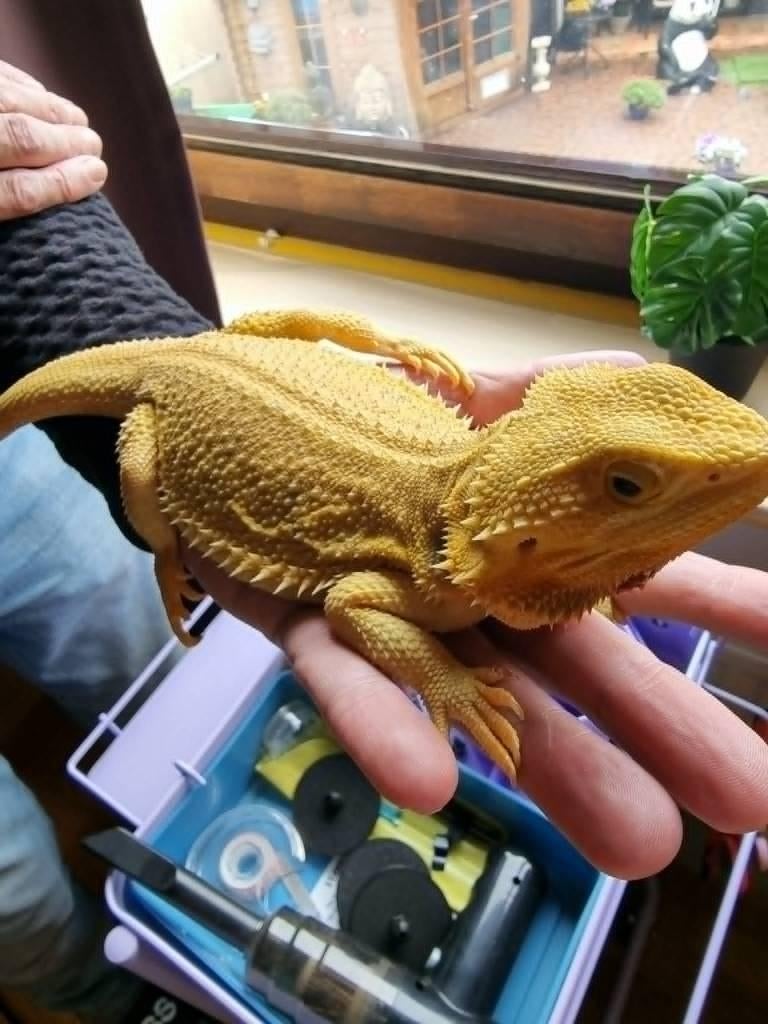 Baardagaam vrouw citroen geel super tam met terrarium, Dieren en Toebehoren, Hagedis, Met terrarium, 0 tot 2 jaar
