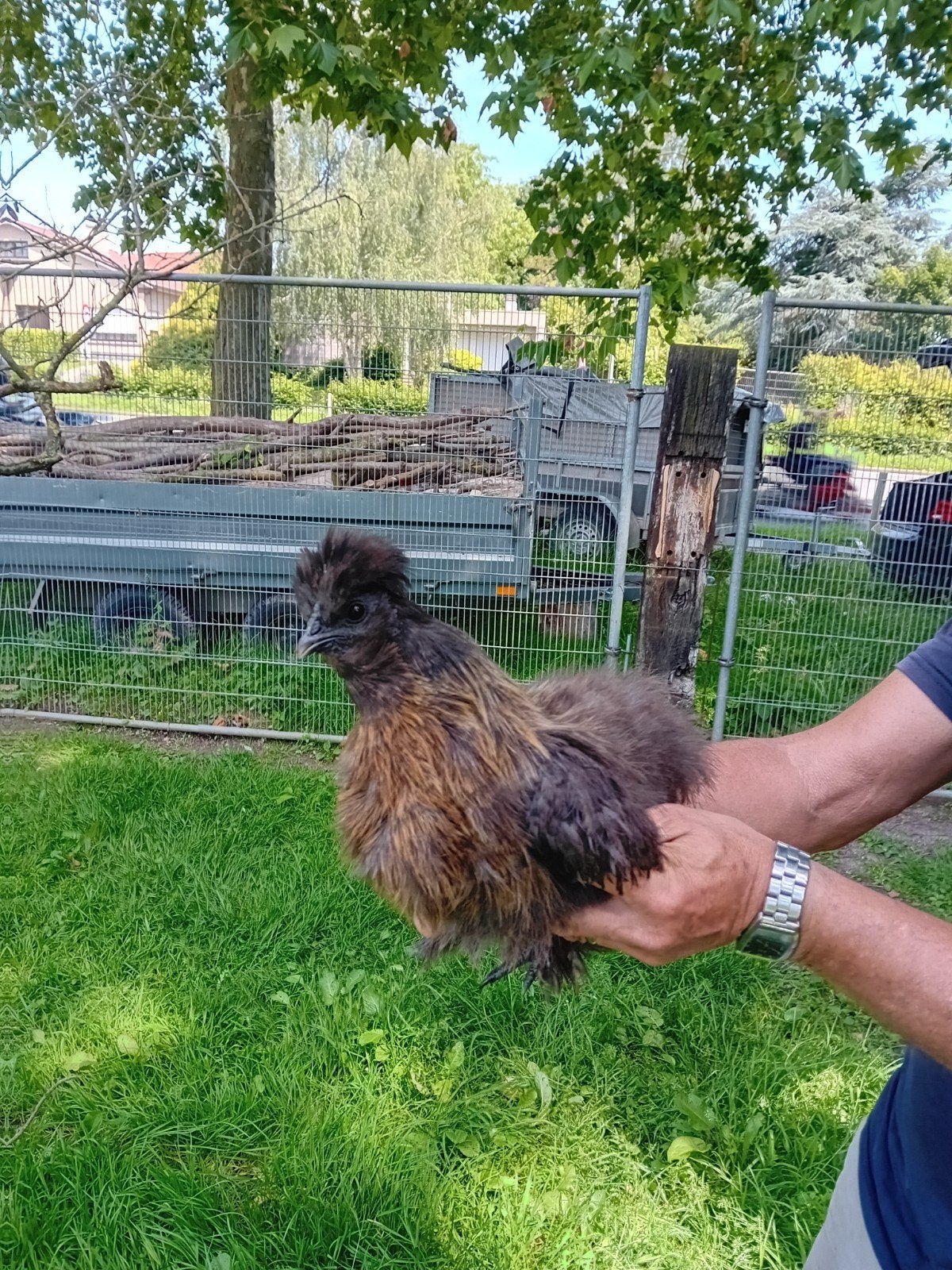 Zijdehoen jonge hen, Dieren en Toebehoren, Pluimvee
