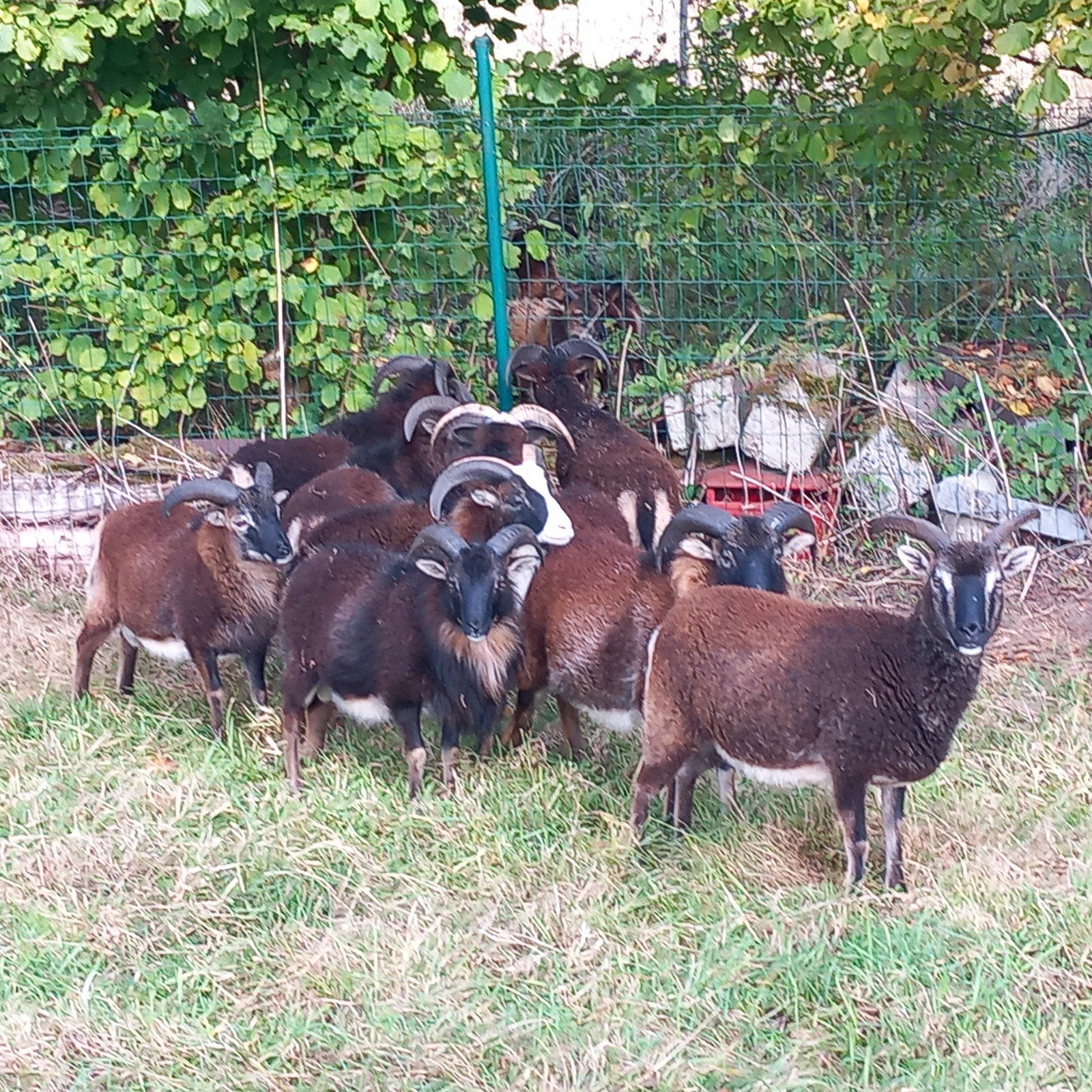 mouton de soay, Animaux & Accessoires