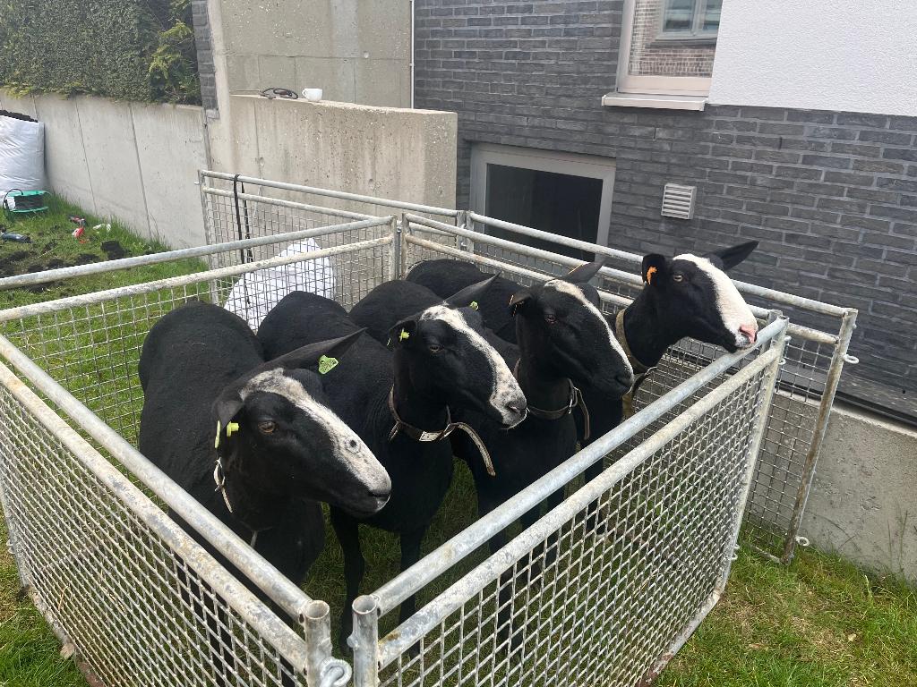aankoop schapen regio kempen, Meerdere dieren, Schaap