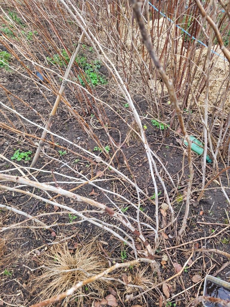 Plantgoed/stekken rode herfstframboos, Ophalen