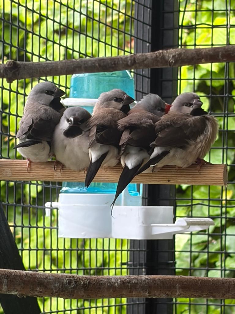 Spitsstaartamadines, Dieren en Toebehoren, Vogels | Duiven