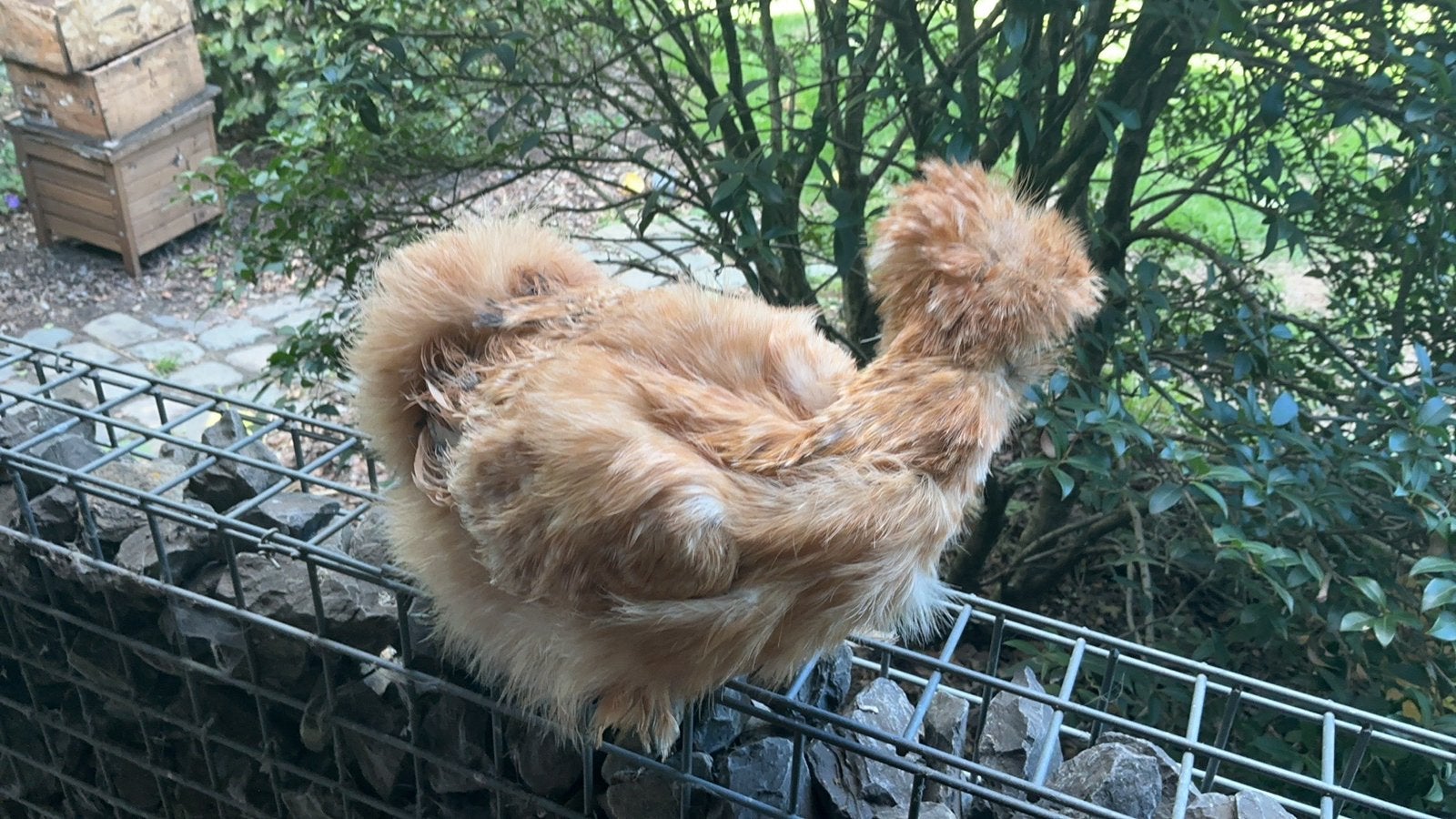 Usa zijdehoen hennen, Dieren en Toebehoren, Kip