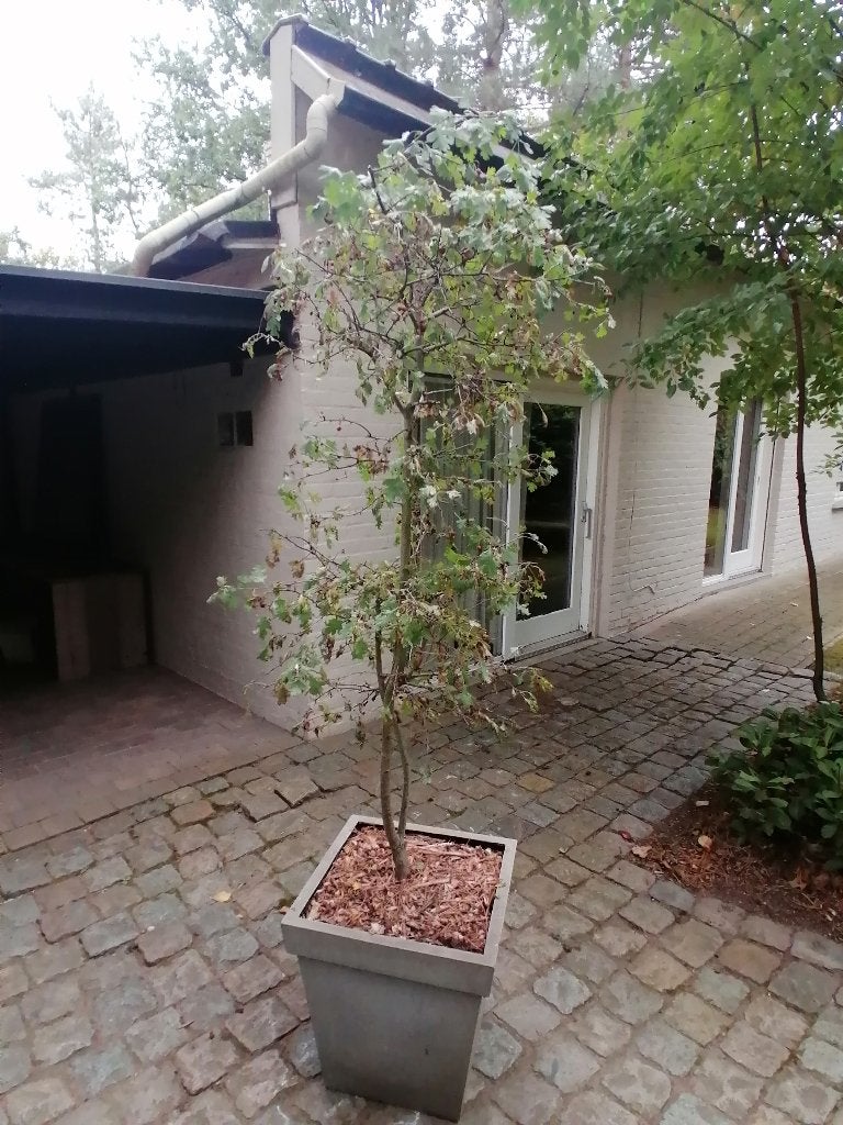Meidoornboom in pot, Tuin en Terras, Ophalen, In pot