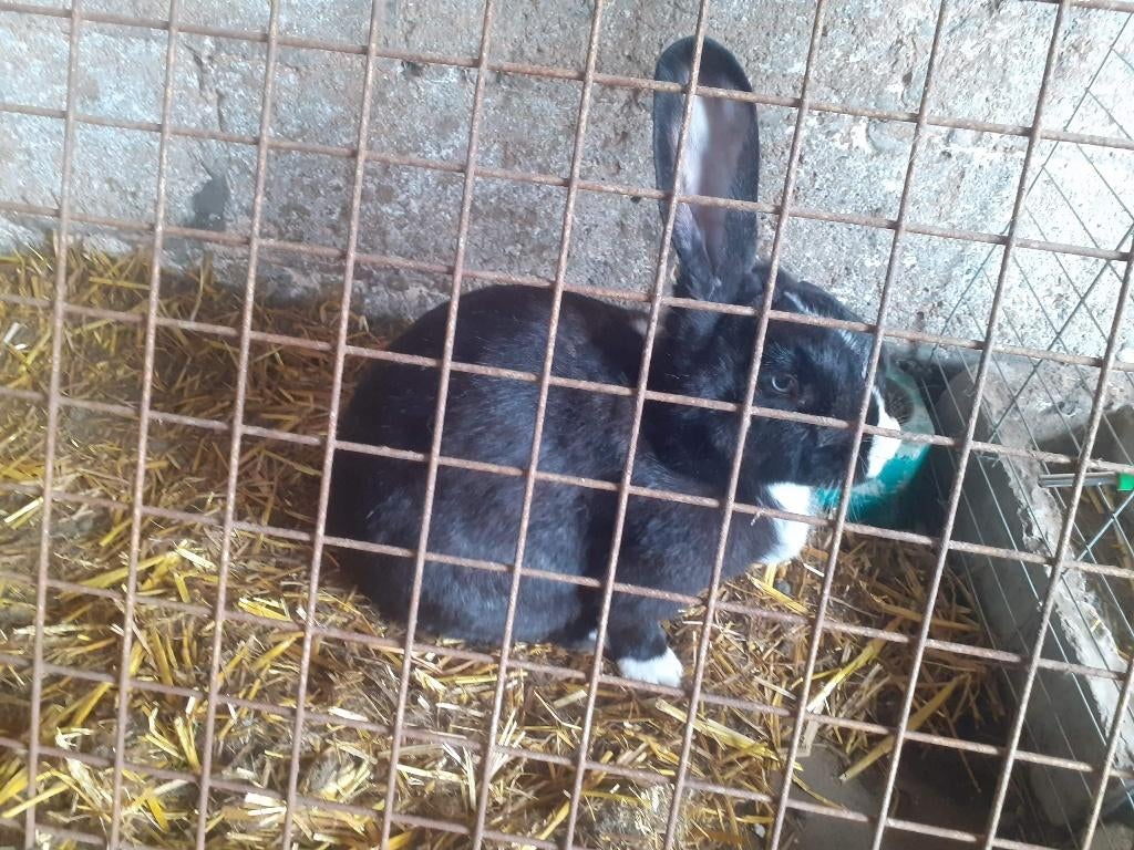 vleeskonijnen, Dieren en Toebehoren, Middelgroot, 0 tot 2 jaar