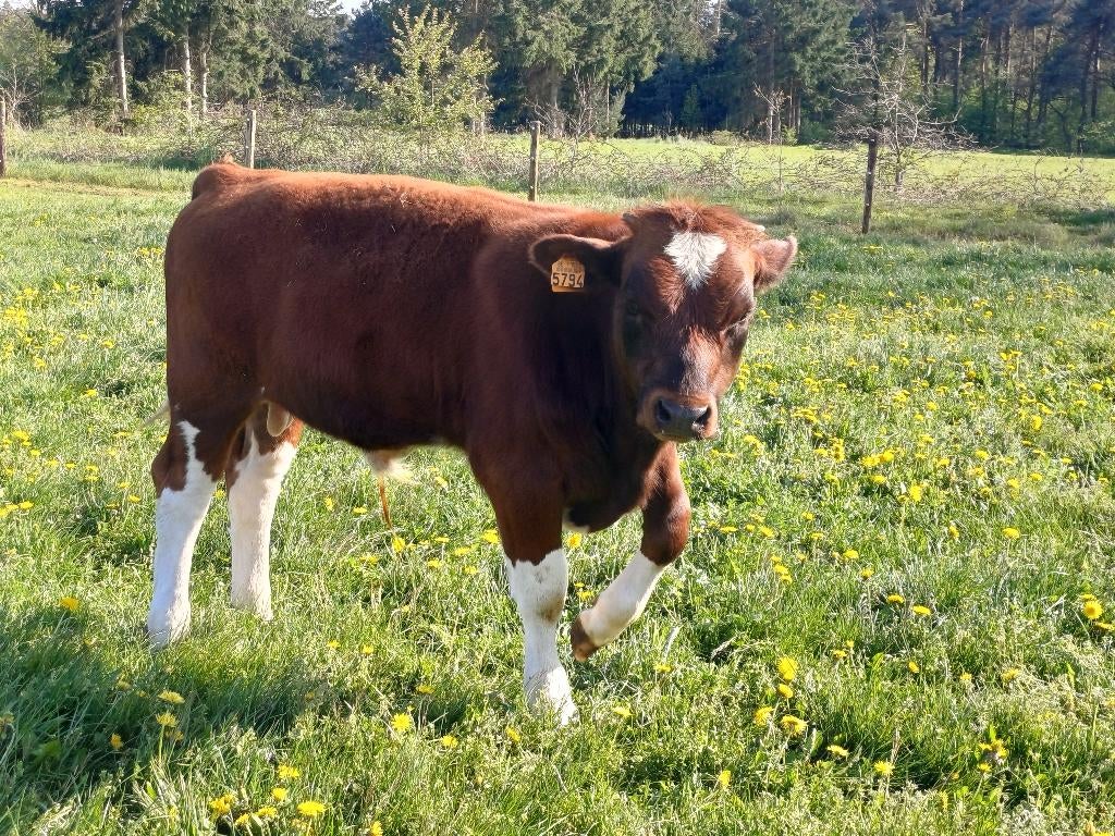 runderen, Mâle, 0 à 2 ans
