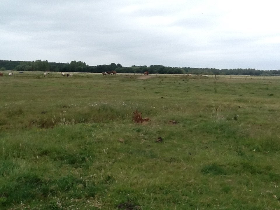 Weide te huur voor paarden