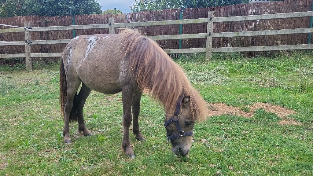 Super mooie appaloosa te koop, Dieren en Toebehoren, Gechipt, 0 tot 2 jaar, Hengst, A pony (tot 1.17m)