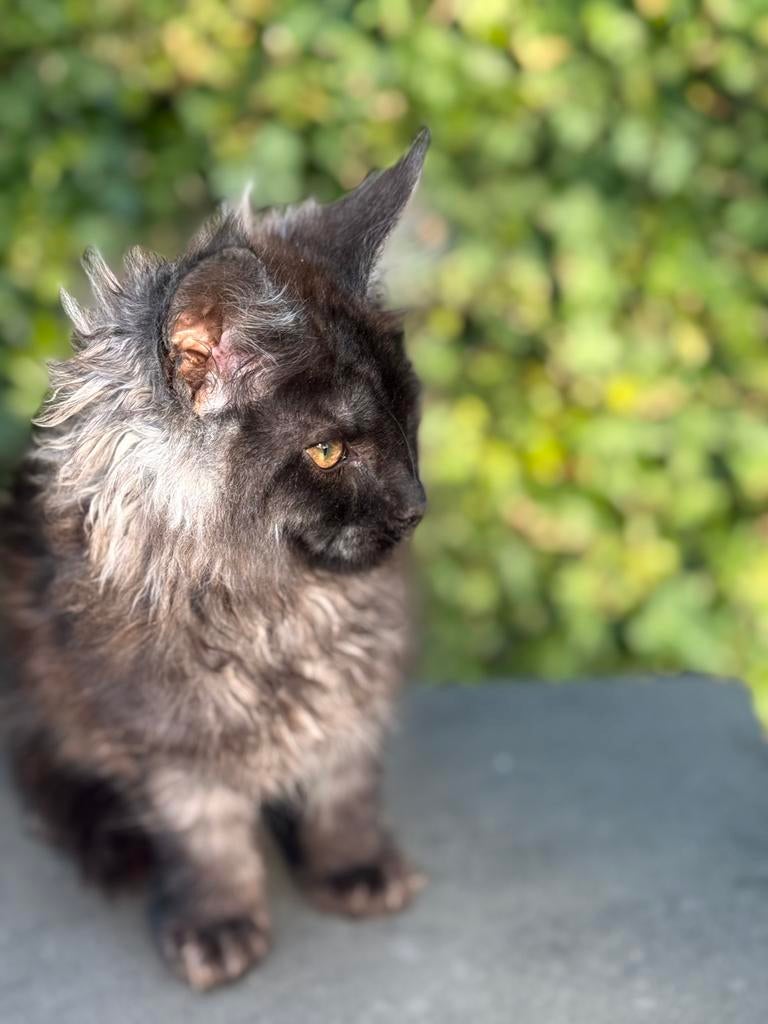 Black Smoke  Maine Coon katertje  . GERESERVEERD ❗️, Kater, Gechipt, 0 tot 2 jaar