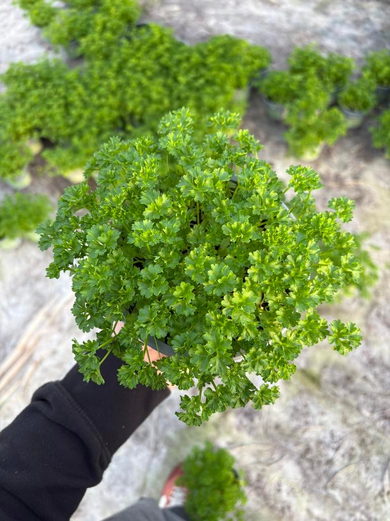 Bio kruiden, Tuin en Terras, Ophalen