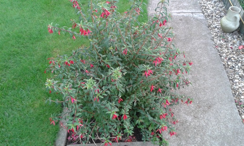 fushia rustique et plantes succulentes, Jardin & Terrasse, Bulbes & Semences, Enlèvement