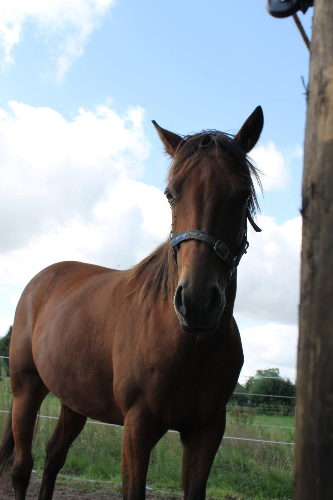 Draver te koop